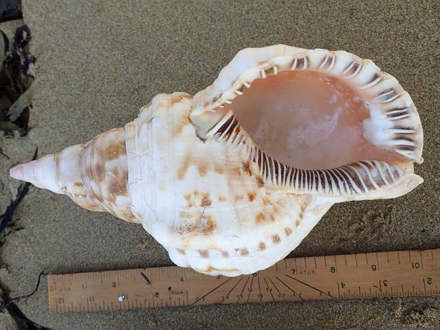 Charonia lampas Knobbed Triton TTX neurotoxin shell marine snail images