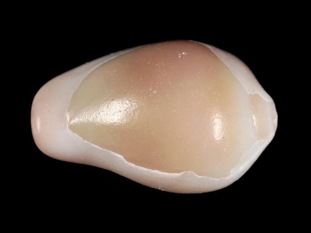Erato voluta Egg cowrie Smooth margin shell marine snail images