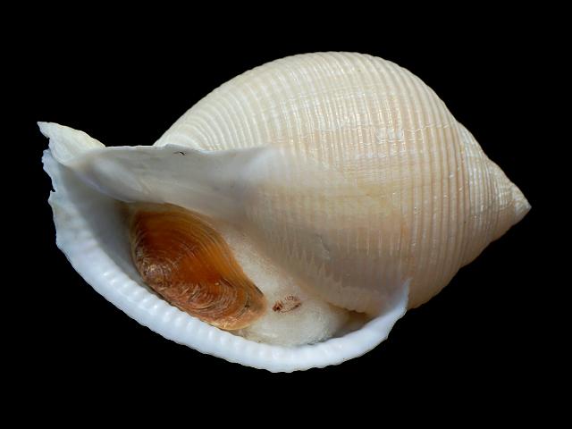 Galeodea rugosa Rugose bonnet marine snail images
