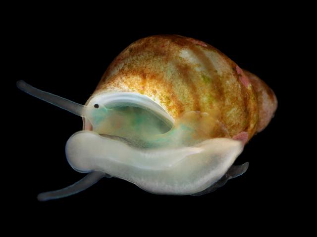Lacuna vincta Banded Chink Shell marine snail images