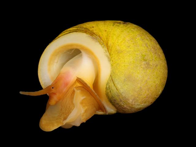 Littorina obtusata Flat or Yellow Periwinkle marine snail images