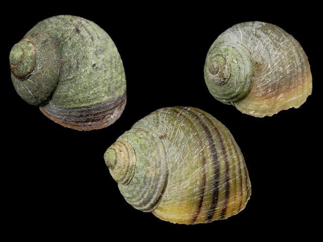 Littorina saxatilis Rough Periwinkle marine snail images