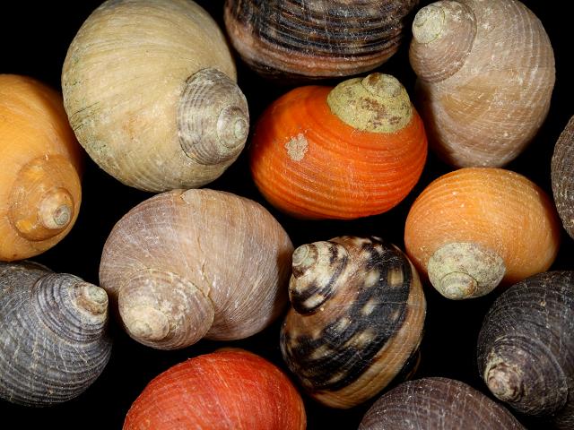 Littorina saxatilis ss Rough periwinkle marine snail images