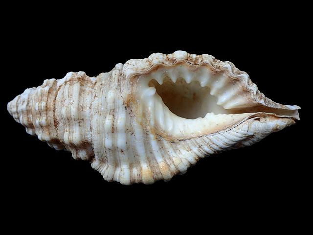 Monoplex corrugatus Corrugated Triton marine snail images
