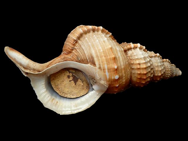 Ranella olearium olearia Wandering Triton or the Little Frog Triton or Olive Trumpet shell marine snail images