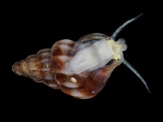 Rissoa parva Common or Small spire shell marine snail images