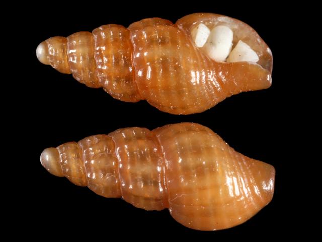 Chauvetia brunnea Least Whelk marine snail images
