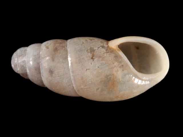 Cochlicopa lubrica slippery snail images