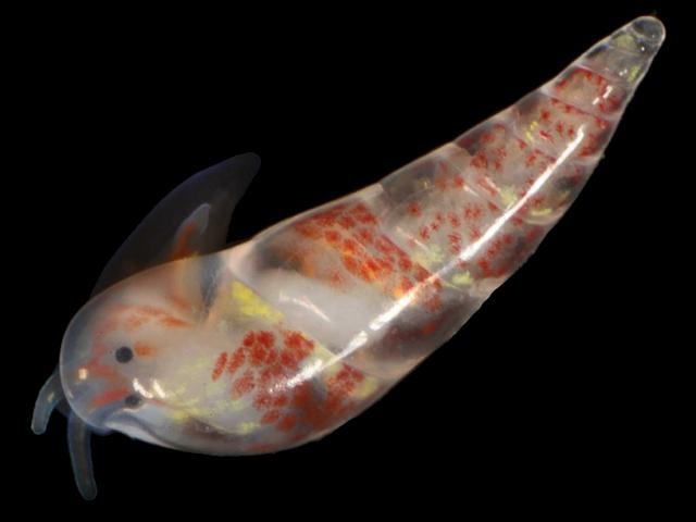 Curveulima dautzenbergi Antedon bifida marine snail images