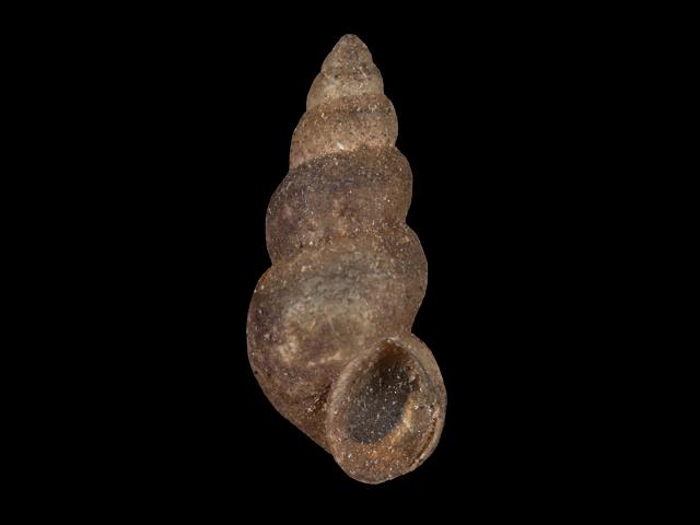 Ecrobia ventrosa spire or hydrobiid snail images