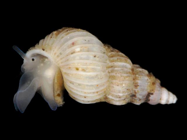 Epitonium clathratulum Small wentletrap marine snail images