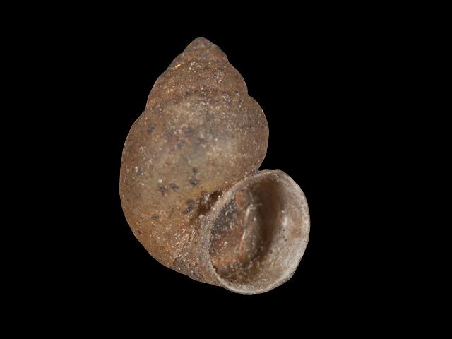 Mercuria cf similis Swollen Spire Snail hydrobiidae hydrobiid snail images