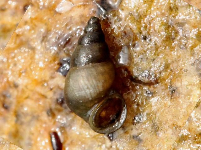 Potamopyrgus antipodarum New Zealand mud snail invasive non-native species marine snail images