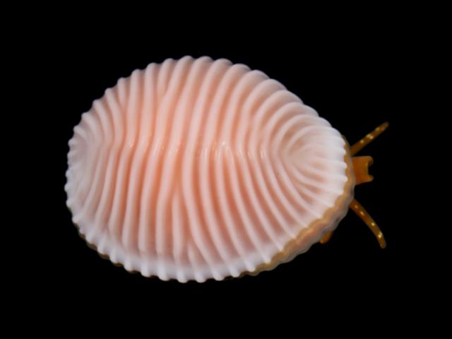 Trivia arctica Arctic Cowrie marine snail images