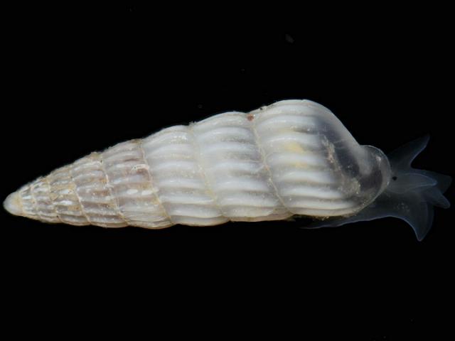 Turbonilla lactea marine snail images