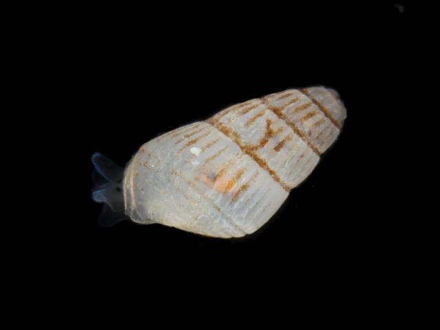 Spiralinella spiralis Chrysallida pellucida marine snail images