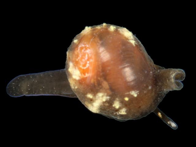 Trivia species development in juvenile Cowries marine snail images