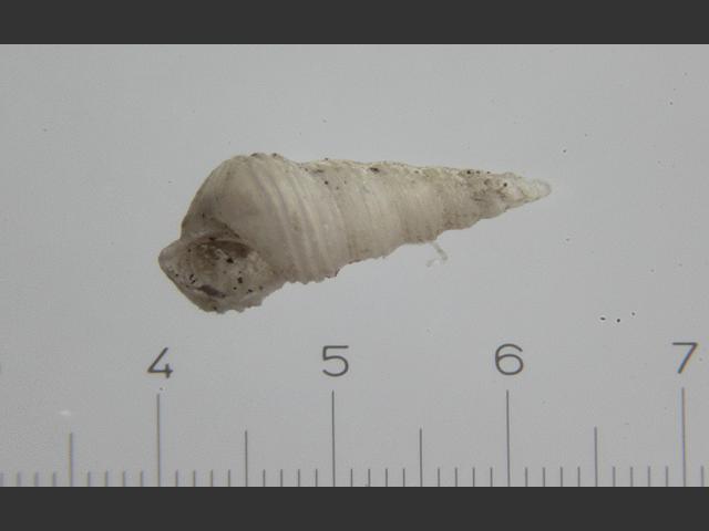 Aclis ascaris Little aclis marine snail images