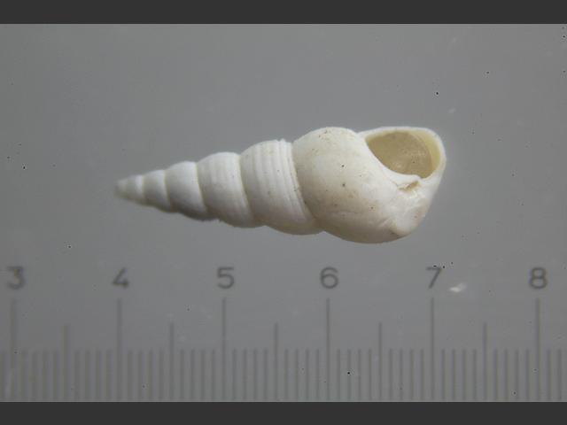 Aclis minor Glossy aclis marine snail images