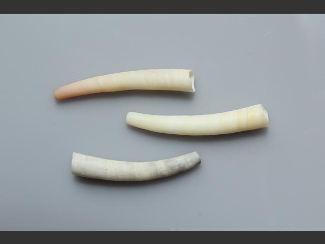 Antalis entalis Elephants tusk shell marine snail images