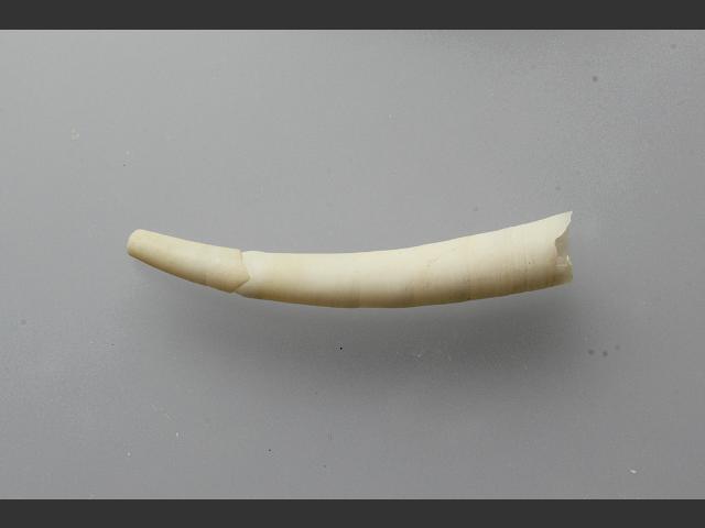 Antalis vulgaris Grooved tusk Shell marine snail images
