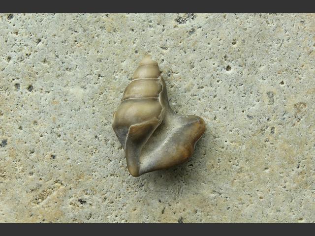 Aporrhais serresianus de Serres pelicans foot marine snail images