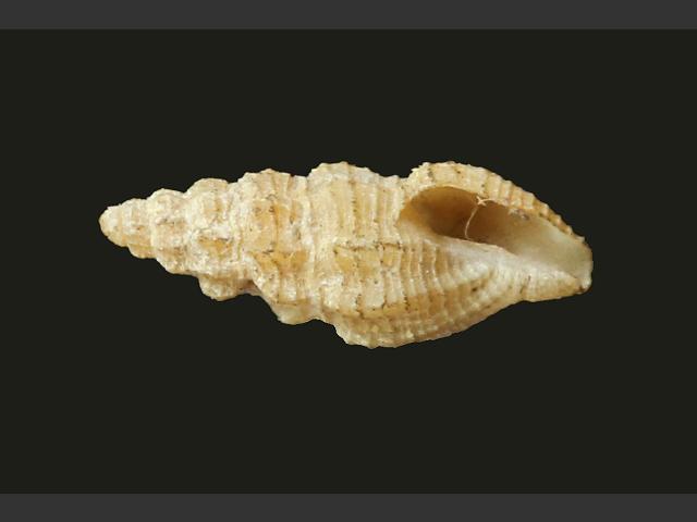 Bela brachystoma marine snail images