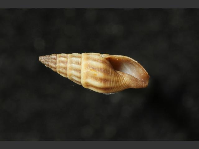 Bela powisiana marine snail images