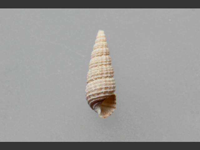 Bittium simplex marine snail images
