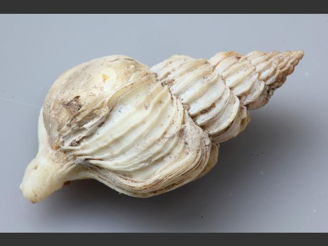 Boreotrophon truncatus Ribbed spindle shell marine snail images