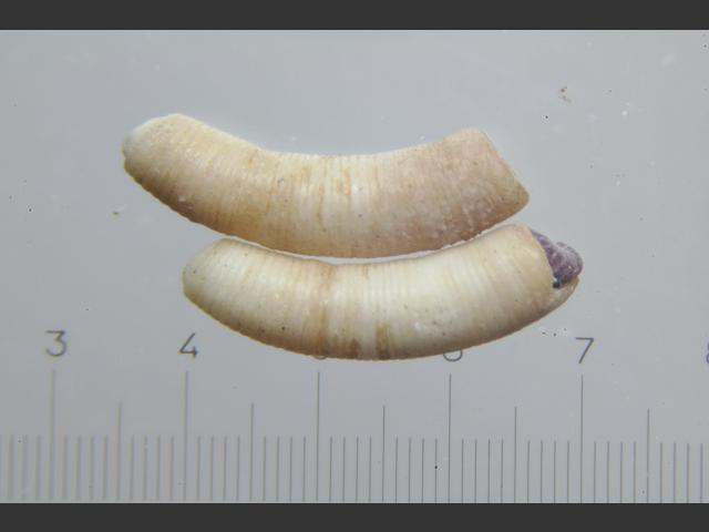 Caecum imperforatum or Caecum trachea blind shell marine snail images