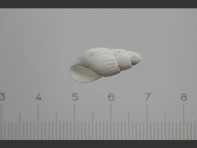 Parthenina decussata Chrysallida marine snail images