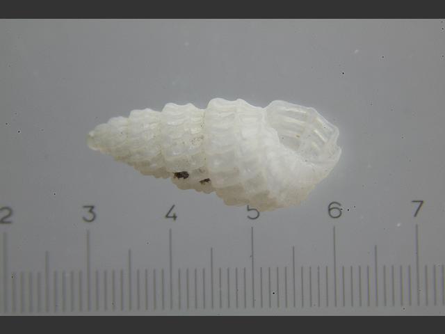 Jordaniella excavata Chrysallida marine snail images