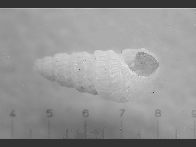 Tragula fenestrata Chrysallida marine snail images