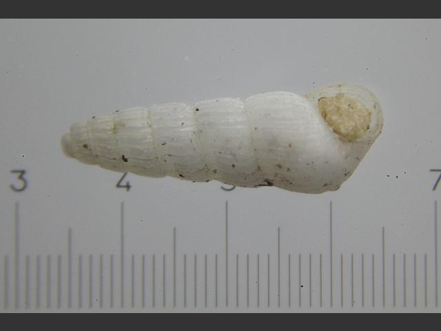 Parthenina indistincta Chrysallida marine snail images