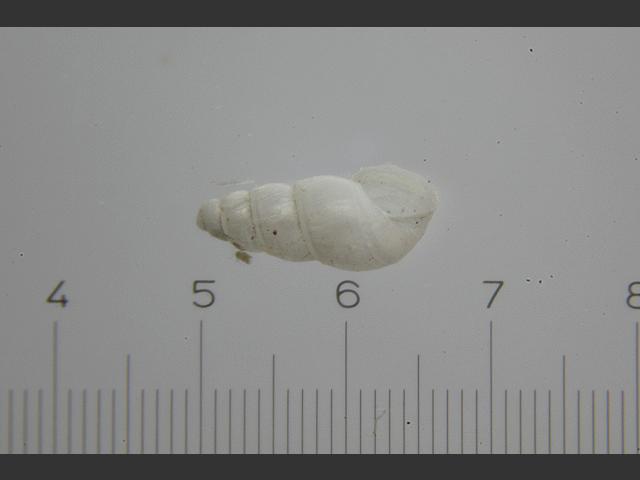 Jordaniella nivosa Chrysallida marine snail images