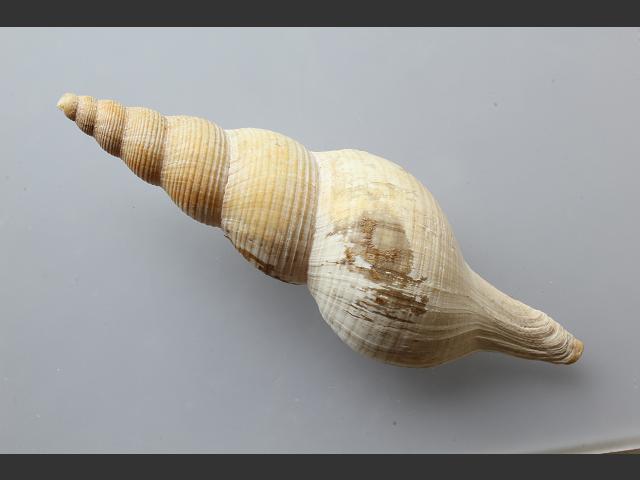 Colus islandicus spindle shell marine snail images