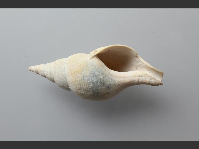 Colus jeffreysianus spindle shell marine snail images