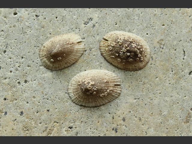 Emarginula crassa Large slit limpet marine snail images