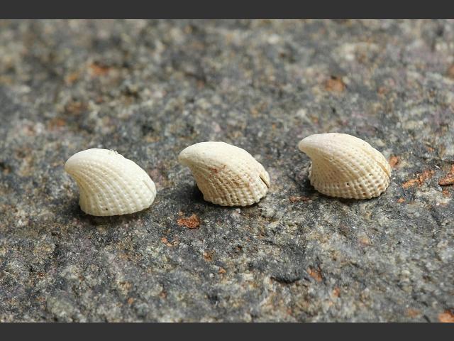 Emarginula rosea Rosy slit limpet marine snail images