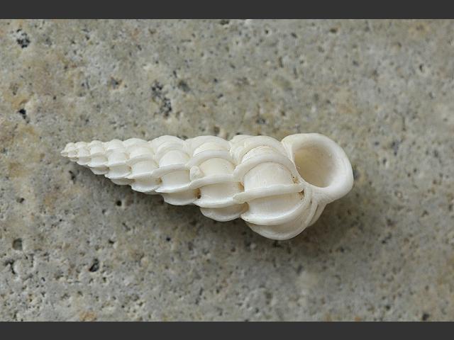 Epitonium clathrus Common Wentletrap marine snail images