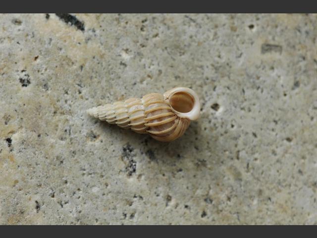 Epitonium trevelyanum Trevelyans wentletrap marine snail images