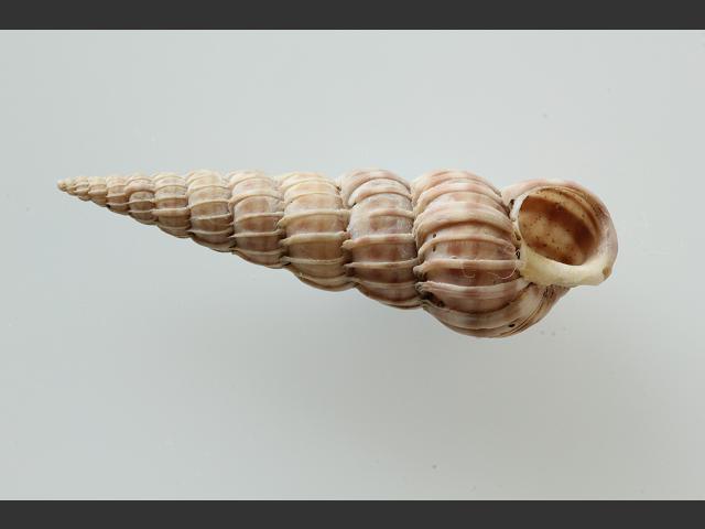 Epitonium turtonis Common Wentletrap marine snail images