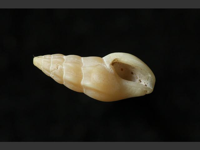 Haedropleura septangularis Seven ribbed conelet marine snail images