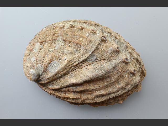 Haliotis tuberculata Green ormer or Sea ear marine snail images