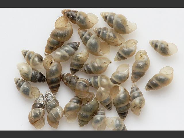 Hydrobia acuta neglecta marine snail images