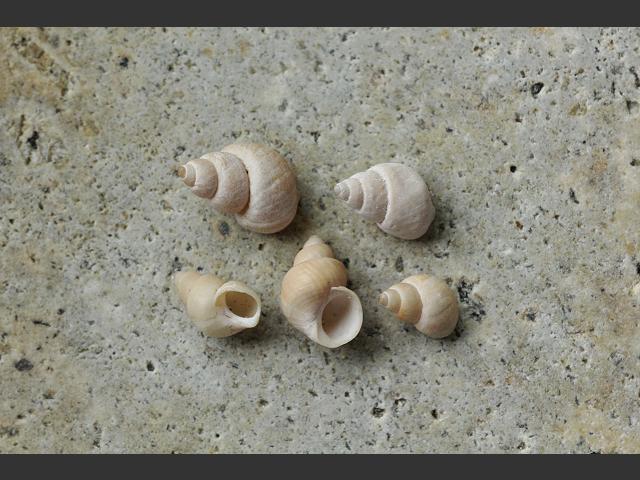 Lacuna crassior Thick Lacuna marine snail images