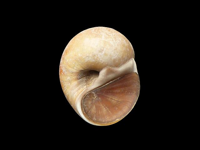 Lunatia fusca Sordid necklance shell marine snail images