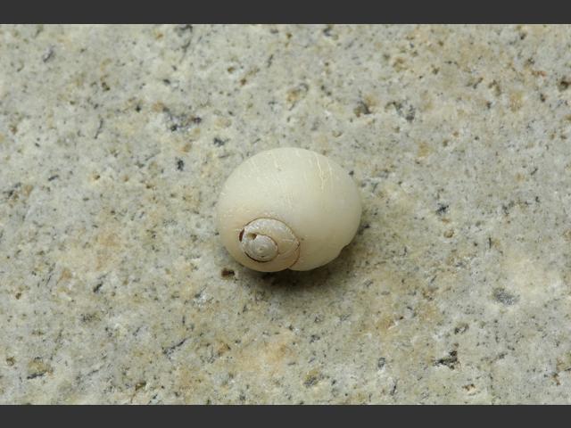 Euspira montagui Lunatia Montagus necklace shell marine snail images