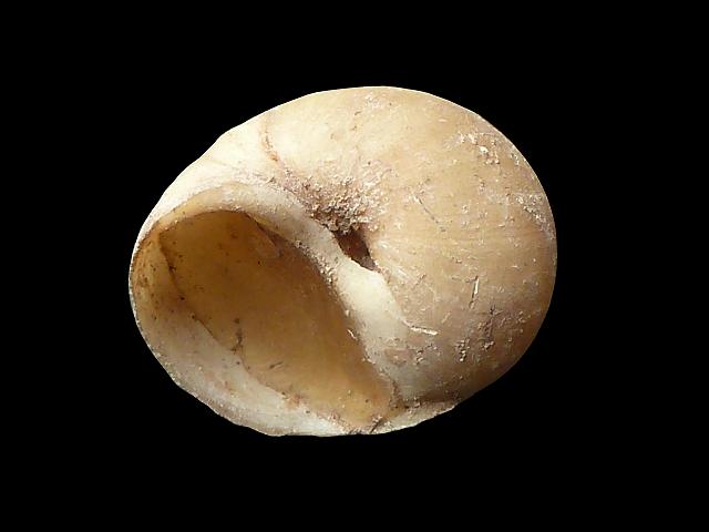 Euspira pallida Lunatia Greenland necklace shell marine snail images